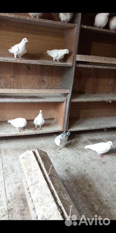Армянские поющие голуби купить на Зозу.ру - фотография № 3