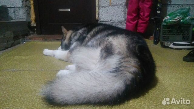 Шерсть Аляскинского Маламута