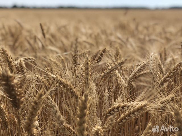 Озимая пшеница купить на Зозу.ру - фотография № 1