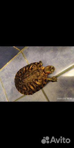 Красноухая черепаха купить на Зозу.ру - фотография № 1