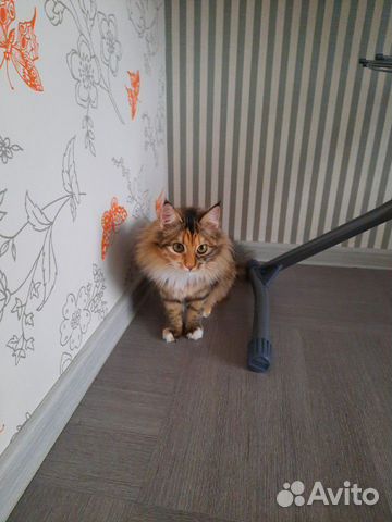 Ищем Кота для Кошечки Ищем Кота для Кошечки