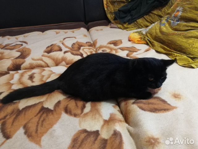 Кошка