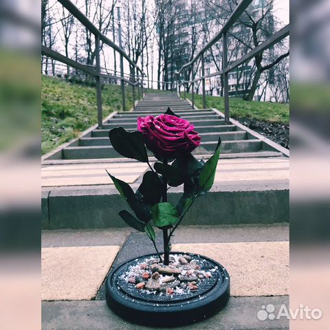 Роза в колбе Роза в колбе