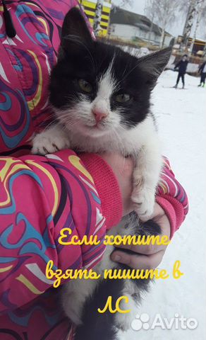 Котёнок хотоший милый ласковый купить на Зозу.ру - фотография № 2