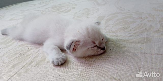 Вязка с вислоухим котом купить на Зозу.ру - фотография № 5