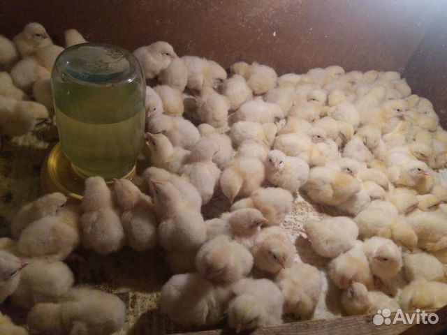 Цыплята бролеры купить на Зозу.ру - фотография № 3