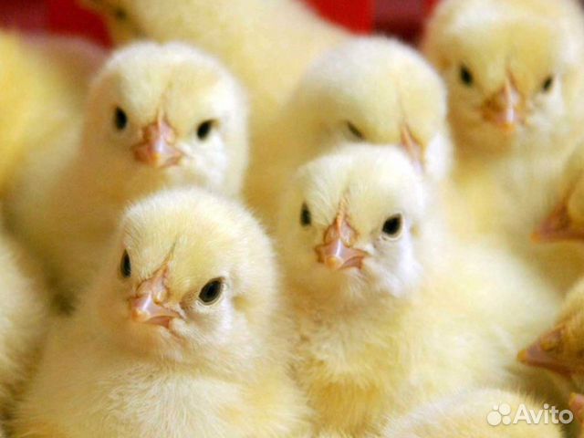 Яйцо и цыплята мясояичных пород купить на Зозу.ру - фотография № 1
