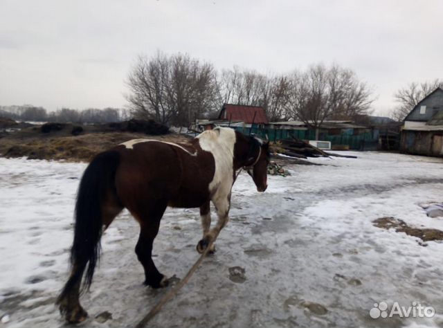 Рабочая лошадь купить на Зозу.ру - фотография № 1