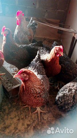 Продаются куриные яйца на инкубацию билефельдеры 1 купить на Зозу.ру - фотография № 1