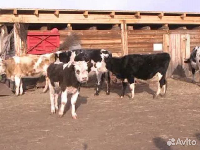 Продаю коров, телят, коз и козлят купить на Зозу.ру - фотография № 1