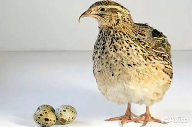 Продам Инкубационное Яйцо и цыплят купить на Зозу.ру - фотография № 2