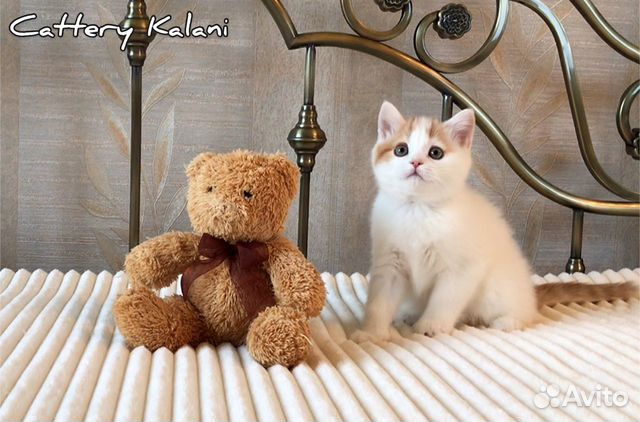 Очаровательный котенок из питомника Kalani купить на Зозу.ру - фотография № 3