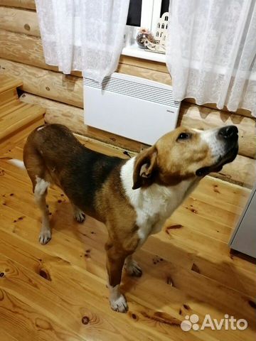 Найдена собака рпг купить на Зозу.ру - фотография № 3