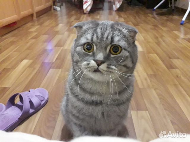Вислоухий Кот Сильно Похудел.