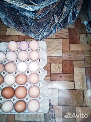 Инкубационое яйцо купить на Зозу.ру - фотография № 2