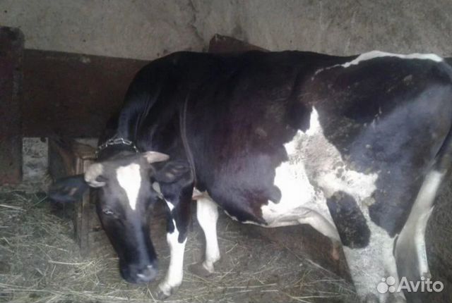Корова, первотелка, покрытая купить на Зозу.ру - фотография № 1