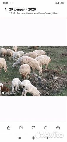 Продается овцы купить на Зозу.ру - фотография № 2