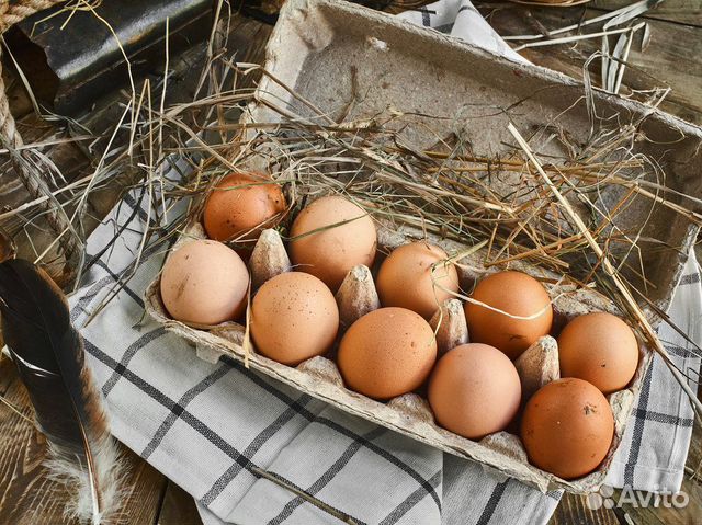 Инкубационное куриное яйцо купить на Зозу.ру - фотография № 1