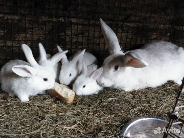 Кролики мясной породы купить на Зозу.ру - фотография № 1
