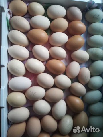 Яйцо инкубационное плимутроков купить на Зозу.ру - фотография № 1