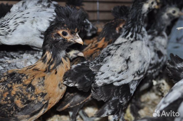 Инкубационное яйцо и цыплята павловской породы кур купить на Зозу.ру - фотография № 3