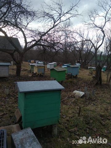 Улей,пчёлы купить на Зозу.ру - фотография № 4