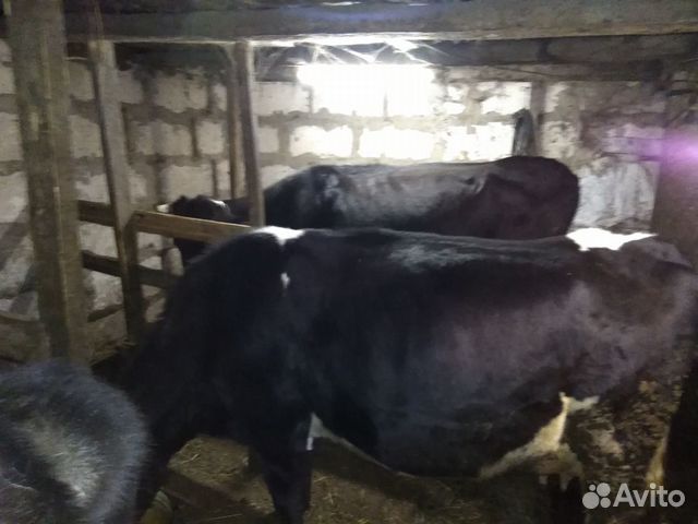 Коровы,телка,и овцы матки романовской породы купить на Зозу.ру - фотография № 6