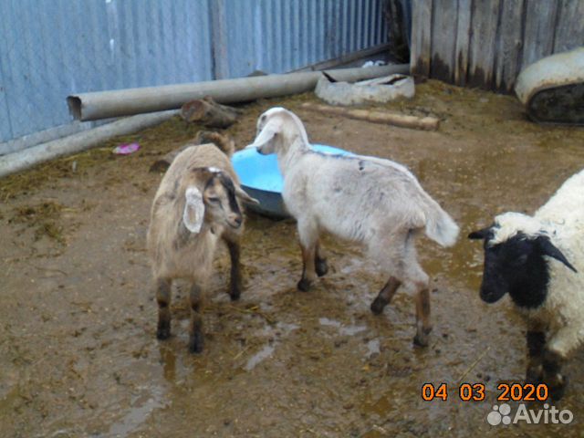 Нубийские козы купить на Зозу.ру - фотография № 3