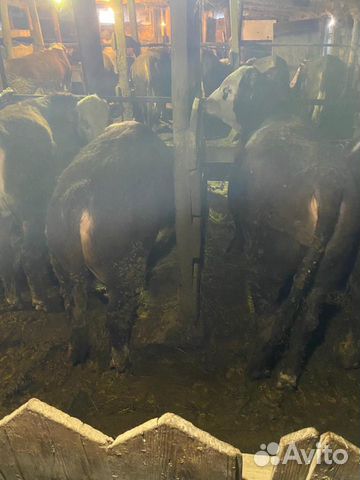 Oткормочные быки купить на Зозу.ру - фотография № 2