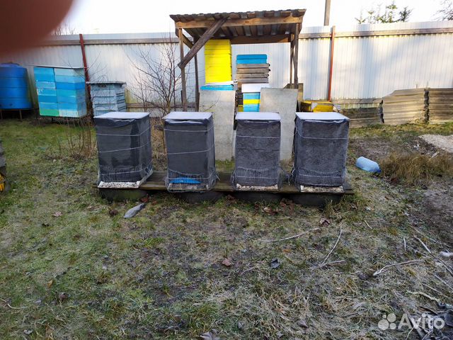 Продажа пчелиных сеией и ульев купить на Зозу.ру - фотография № 2