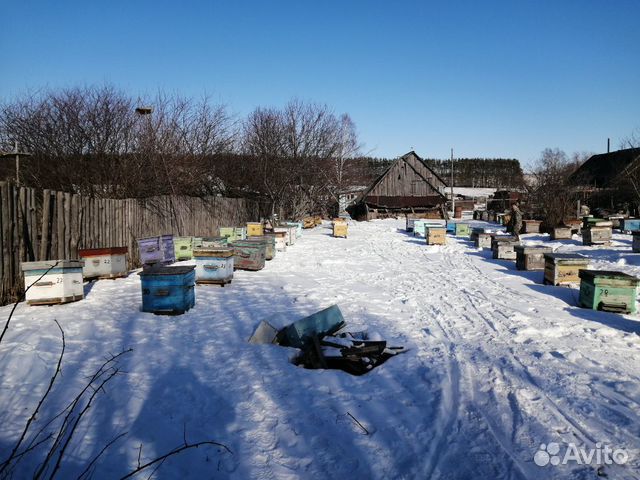 Пчелы, улья купить на Зозу.ру - фотография № 2