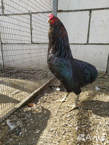 Инкубационное яйцо Марана(цыплята) купить на Зозу.ру - фотография № 5