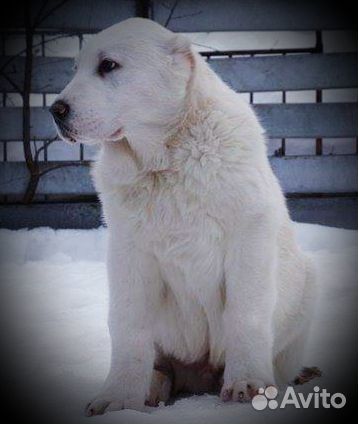 Продаются щенки алабая а-ля белые медведи) купить на Зозу.ру - фотография № 3