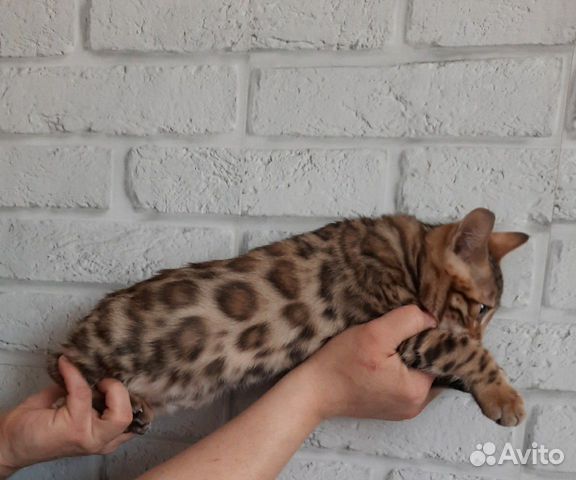 Бенгальские котята купить на Зозу.ру - фотография № 6