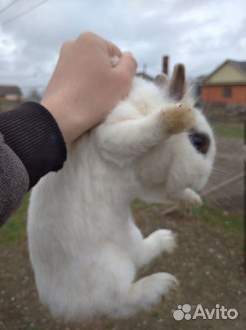 Карликовый кролик купить на Зозу.ру - фотография № 3