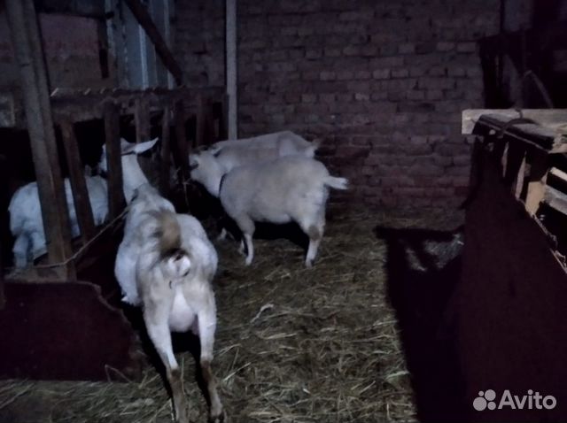 Продаются козы купить на Зозу.ру - фотография № 3