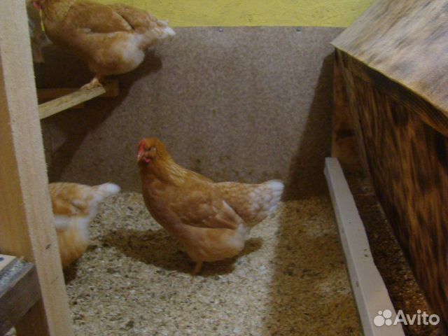 Цыпленок мини мясной купить на Зозу.ру - фотография № 6