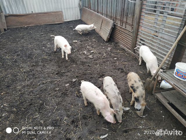 Поросята ландрас 3 месяца можно со свинкой купить на Зозу.ру - фотография № 1