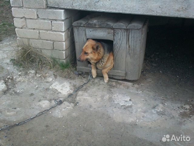 Отдам собаку купить на Зозу.ру - фотография № 2
