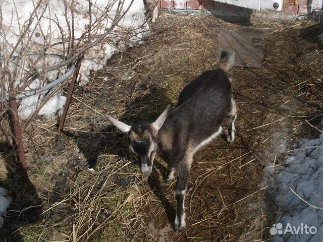 Племенные козлята: ламанча, альпийцы купить на Зозу.ру - фотография № 7