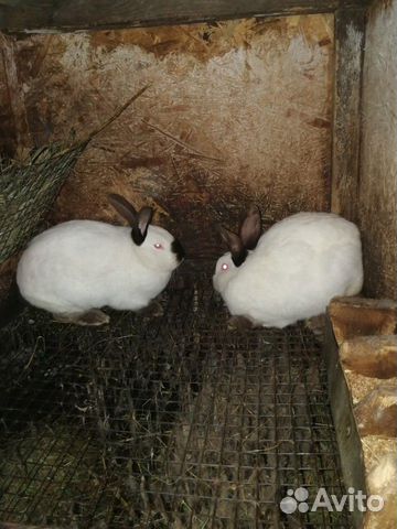 Калифорнийские кролики (самки) купить на Зозу.ру - фотография № 2