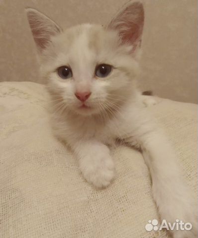 Маленькая красавица-кошка (в роду сиам и русская б купить на Зозу.ру - фотография № 2