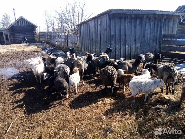 Бараны овцы и ягнятами купить на Зозу.ру - фотография № 3
