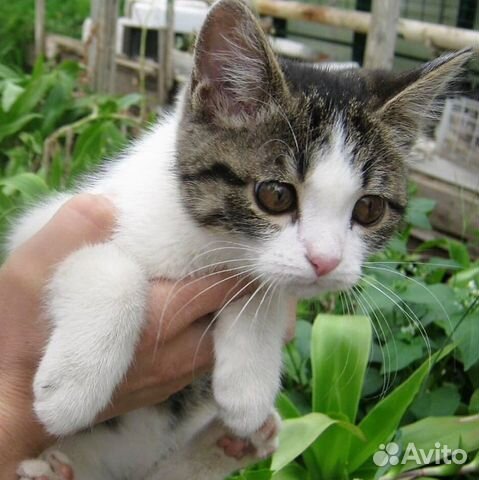 Котенок 3 месяца девочка