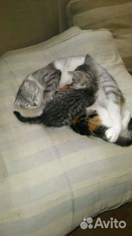 Котята в добрые руки.Мальчик и девочка 2,5 недели Котята в добрые руки.Мальчик и девочка 2,5 недели