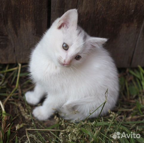 Котёнок-девочка Шурочка