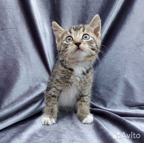 Котятки полосатые тигрятки 1,5 месяца в добрые рук Котятки полосатые тигрятки 1,5 месяца в добрые рук