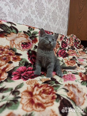 Шотландские котята Шотландские котята