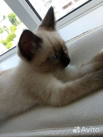 Котенок девочка