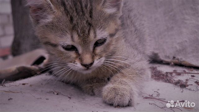 Котята метисы скоттиш страйт